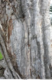 tree bark 0007